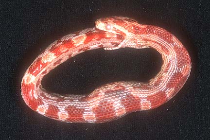 snake-eats-own-tail.jpg
